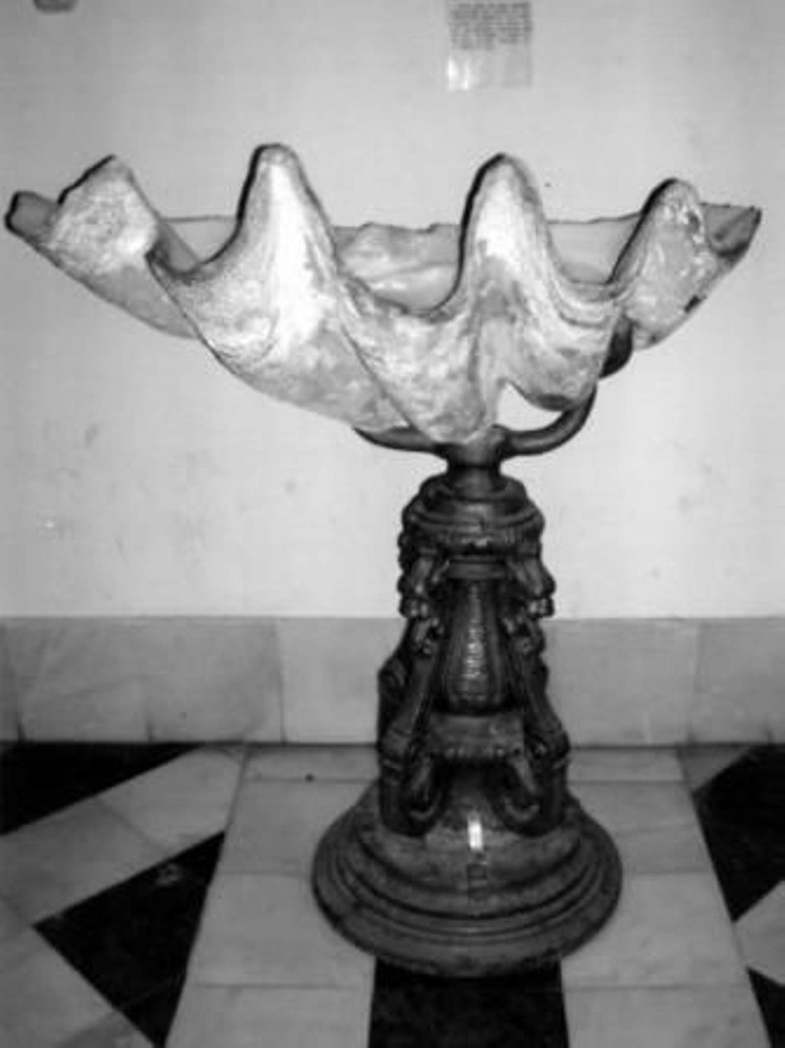 En Algeciras hay una almeja de 98 centímetros