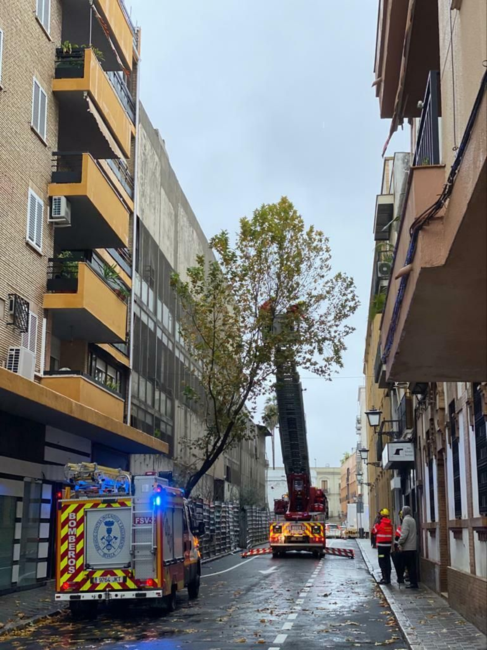 Los bomberos trabajan para retirar un árbol en riesgo de caída en la Calle San Juan de Ávila