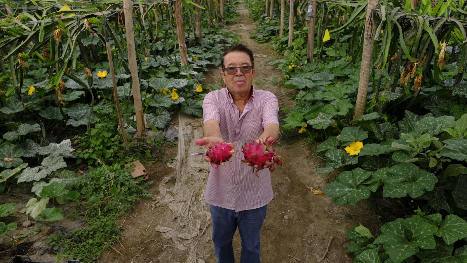 Paco Hurtado con dos variedades de pitaya.