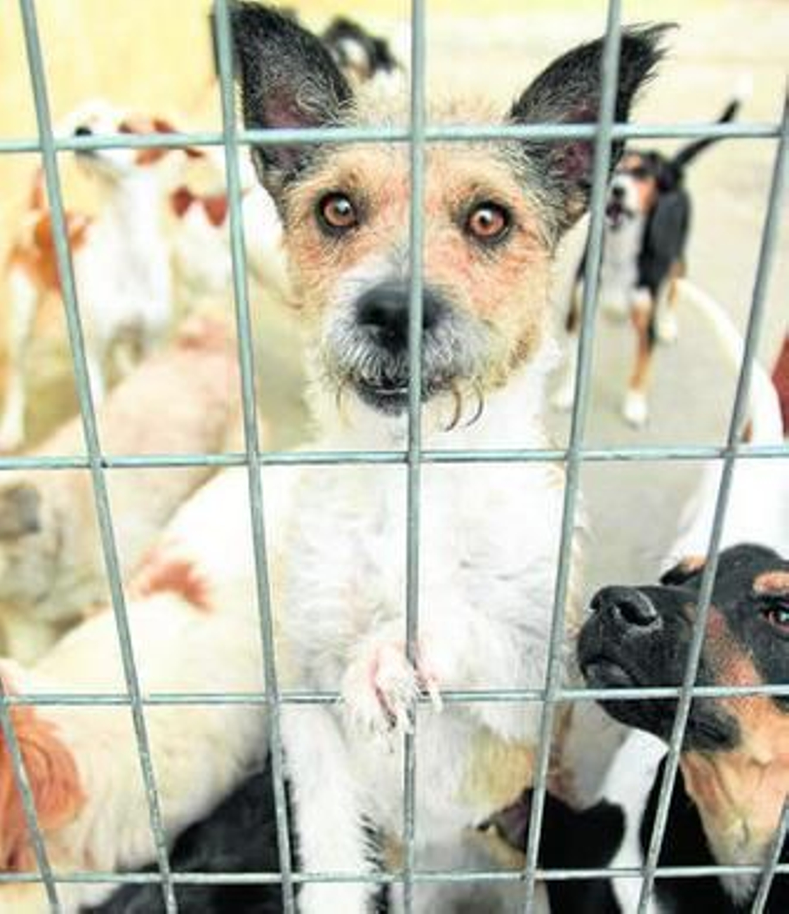 Varios perros en la protectora de animales.
