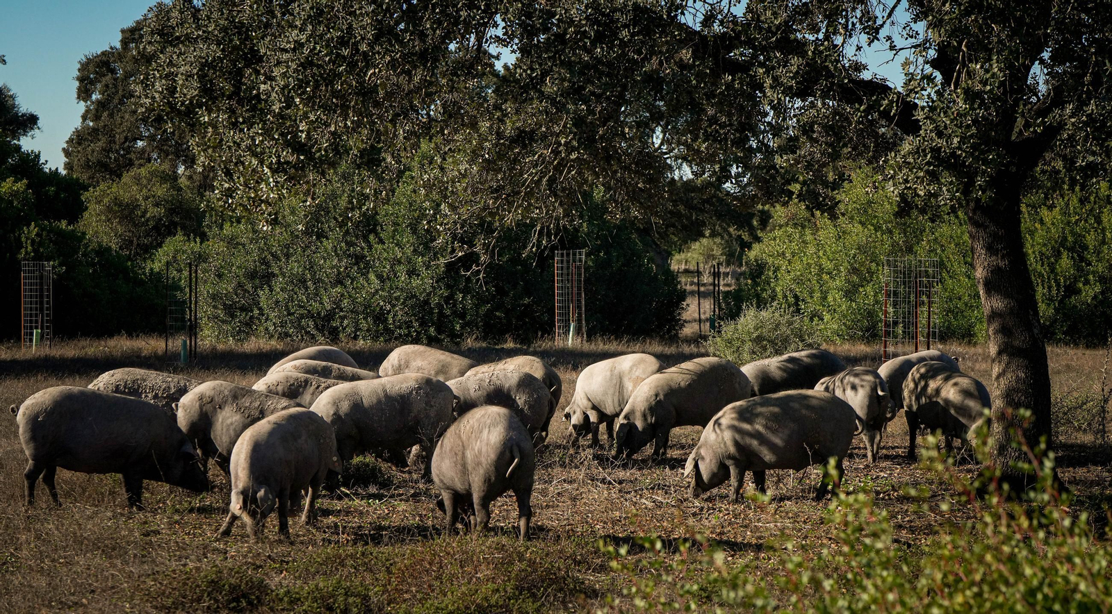 Del campo a la mesa, así son los jamones de Montesierra que vende Mercadona