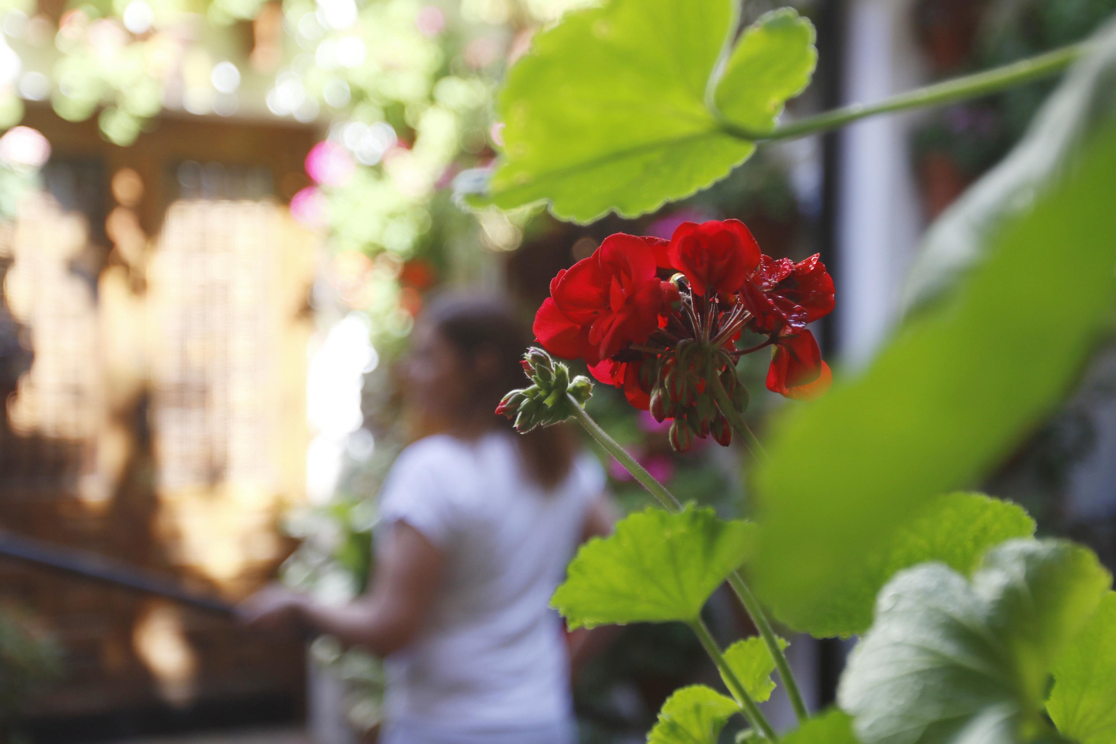 Las fotos de los patios en tiempos de crisis