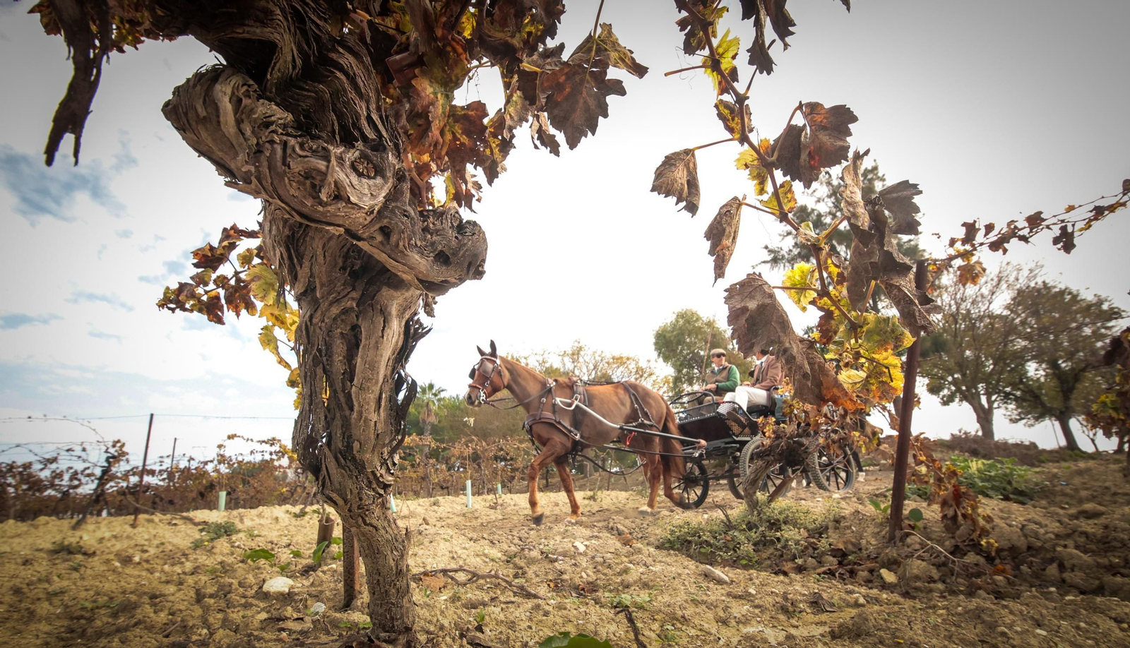 Búscate en la III Ruta Viñas de Jerez de Enganches