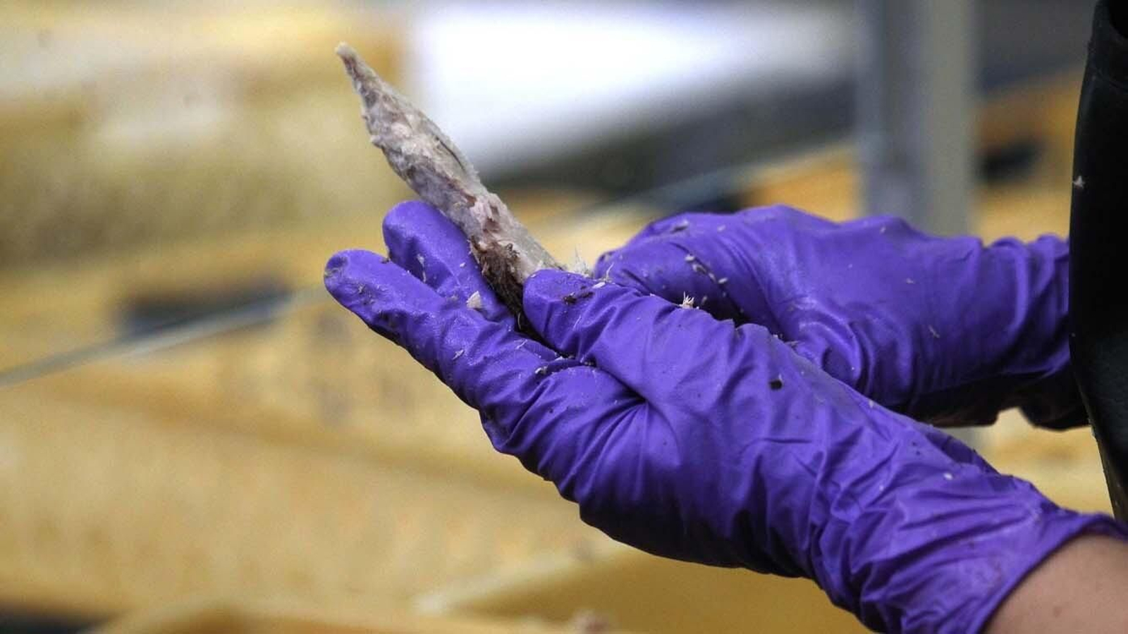 Las fotos de la inauguración de la calle Estibadoras de la Conservera en Tarifa