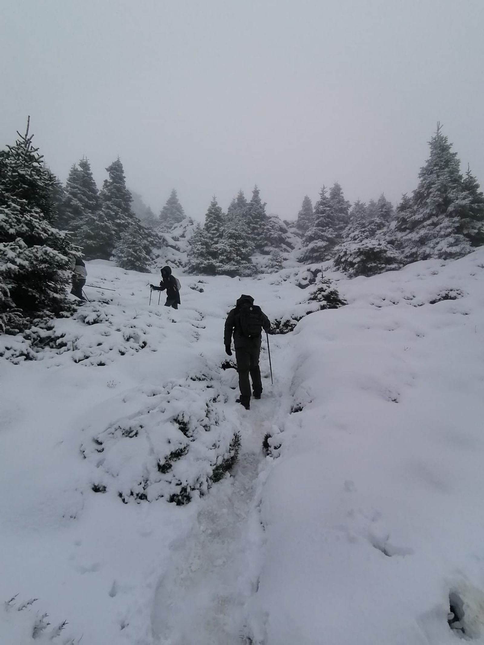 Intensa nevada en la Sierra de las Nieves, este domingo.