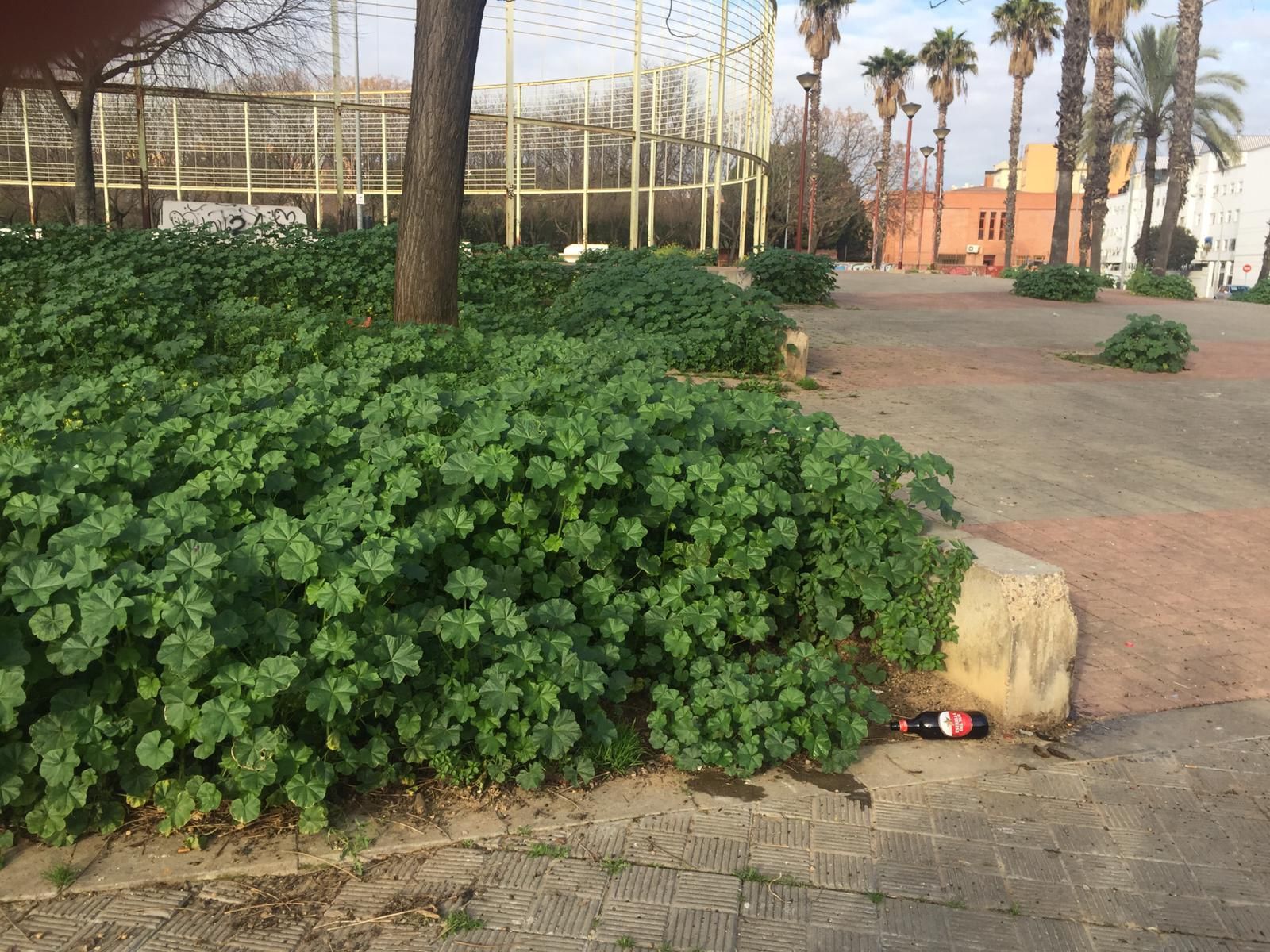 La altura que alcanzan los matorrales en algunos puntos de la ciudad.