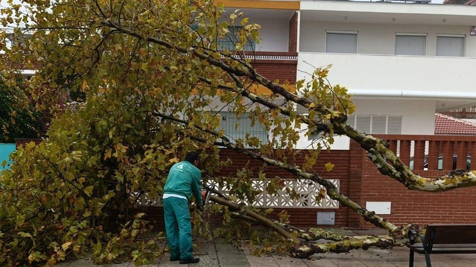 Árbol caído en una calle de Punta Umbría.