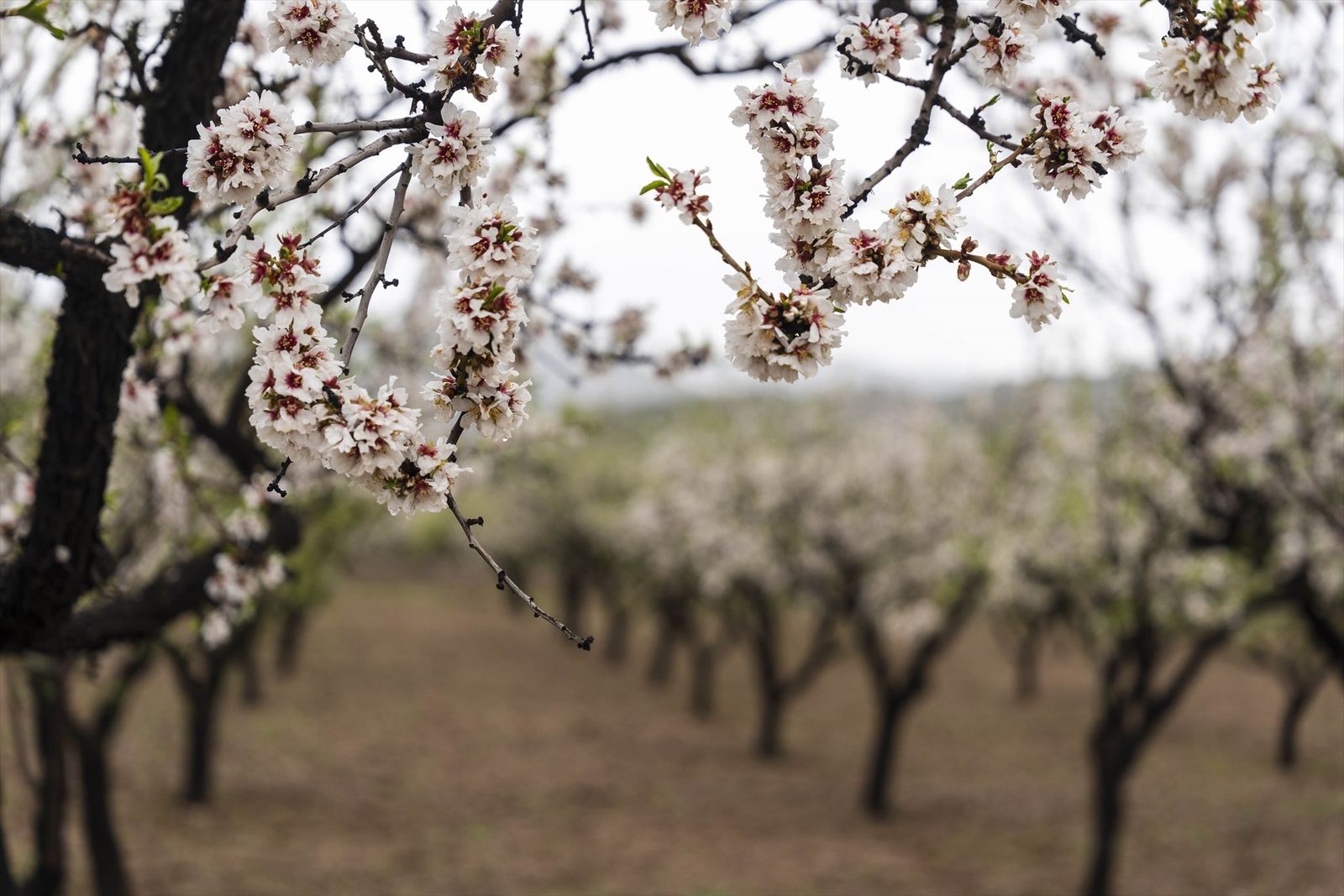 Explosión de vida en el Parque Natural Cabo de Gata, así florece tras un invierno lluvioso