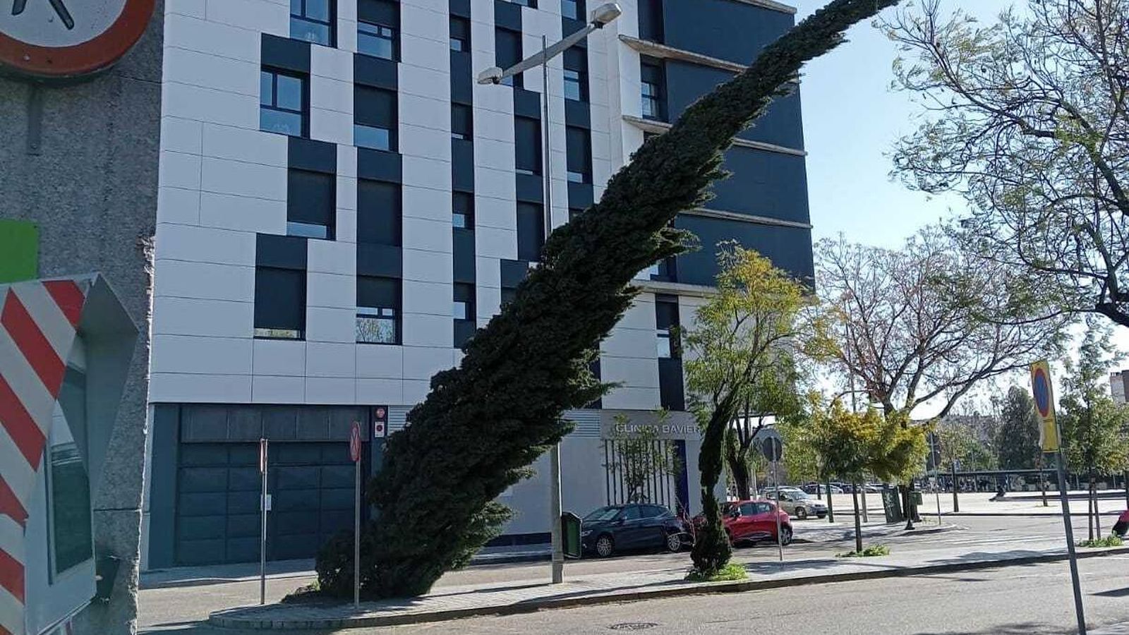 Un árbol caído por el viento en la zona de la Estación de Autobuses de la capital cordobesa.