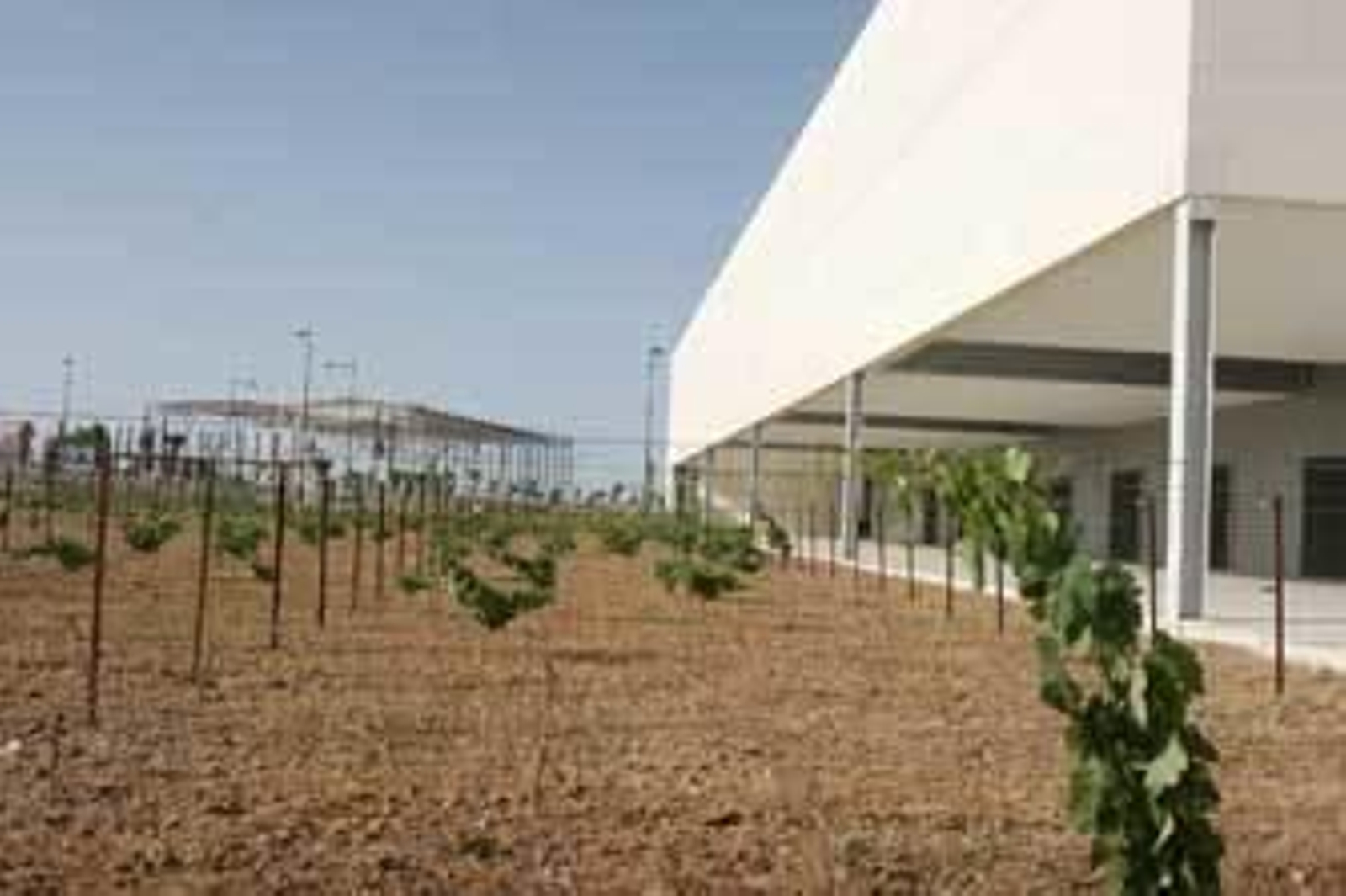 Imagen de la viña que se ubica ante el edificio singular del PTA. /Vanesa Lobo