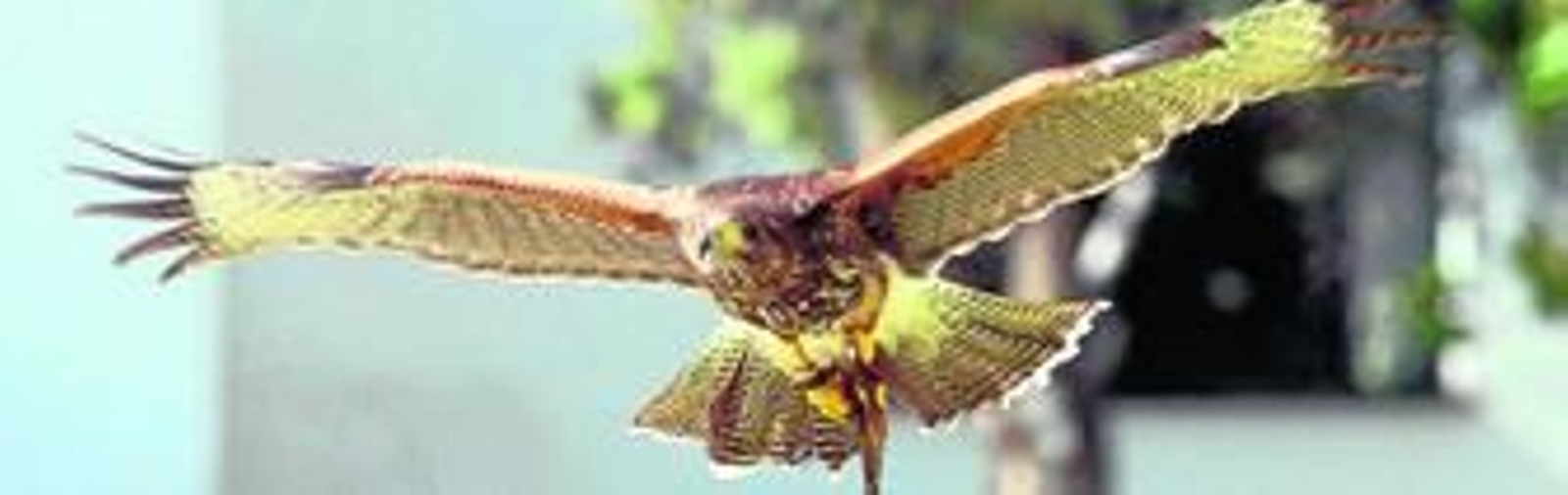 Imagen de archivo de una exhibición de cetrería en el Campus de Rabanales.