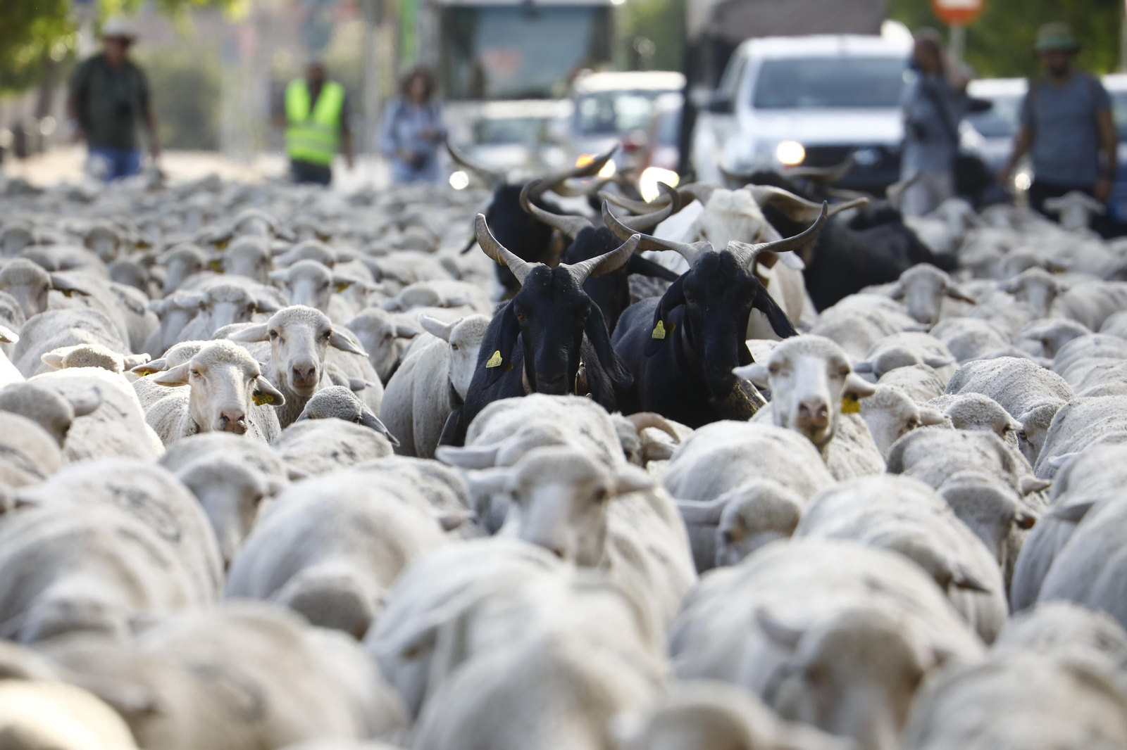 El paso de las ovejas de la ganadería Las Albaidas por Cordoba, en imágenes