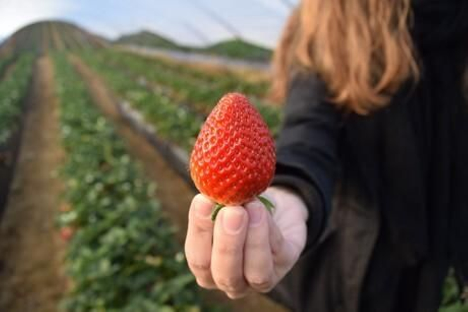 Crean en Huelva una nueva variedad de fresa de 'residuo 0' que ya conquista Hong Kong