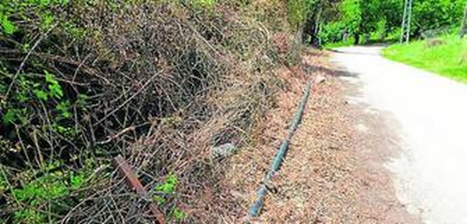 Los ecologistas denuncian el estado en que ha quedado el seto protegido.