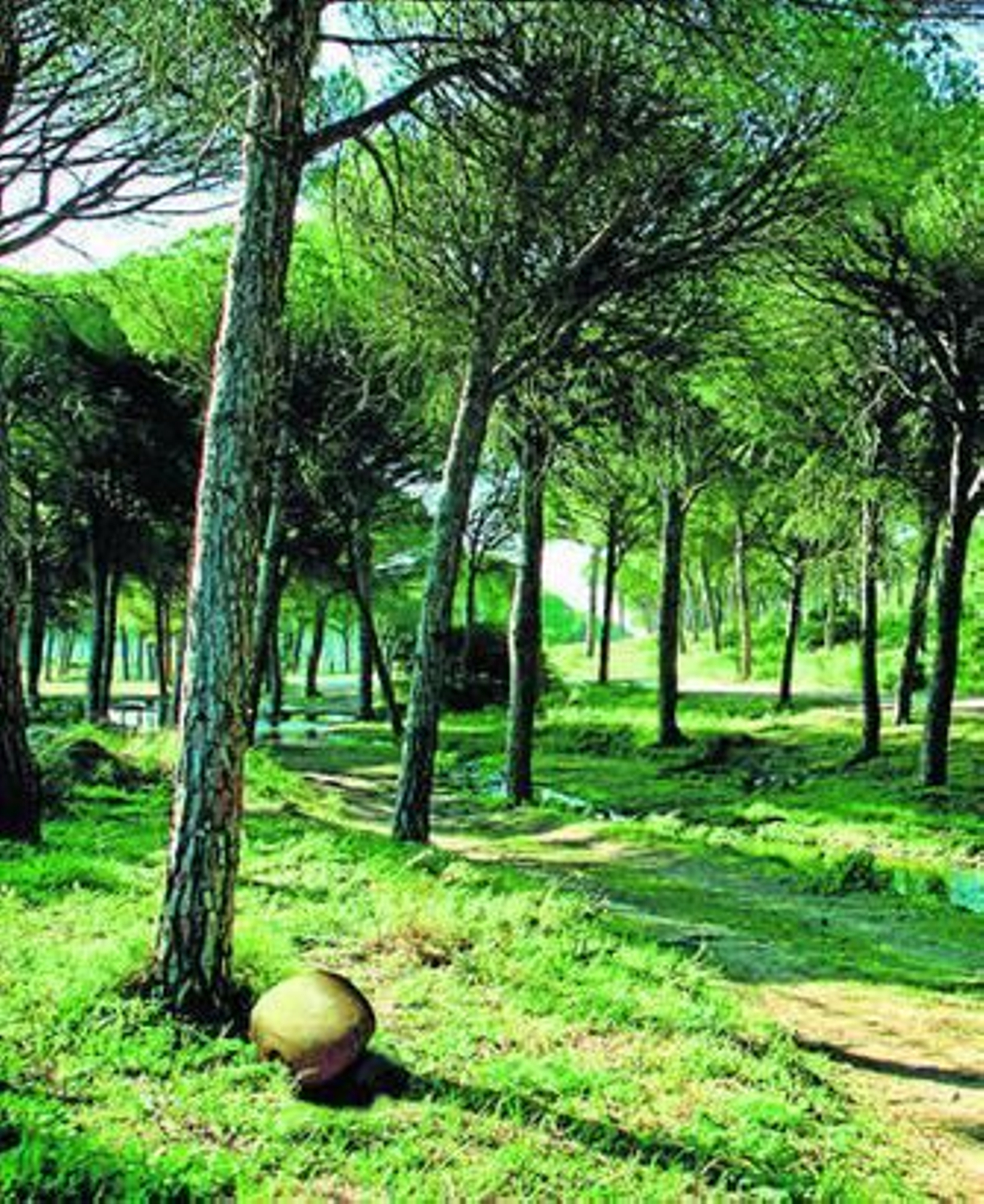 Los usuarios podrán adquirir un árbol en cuya base se depositarán las cenizas del familiar fallecido.