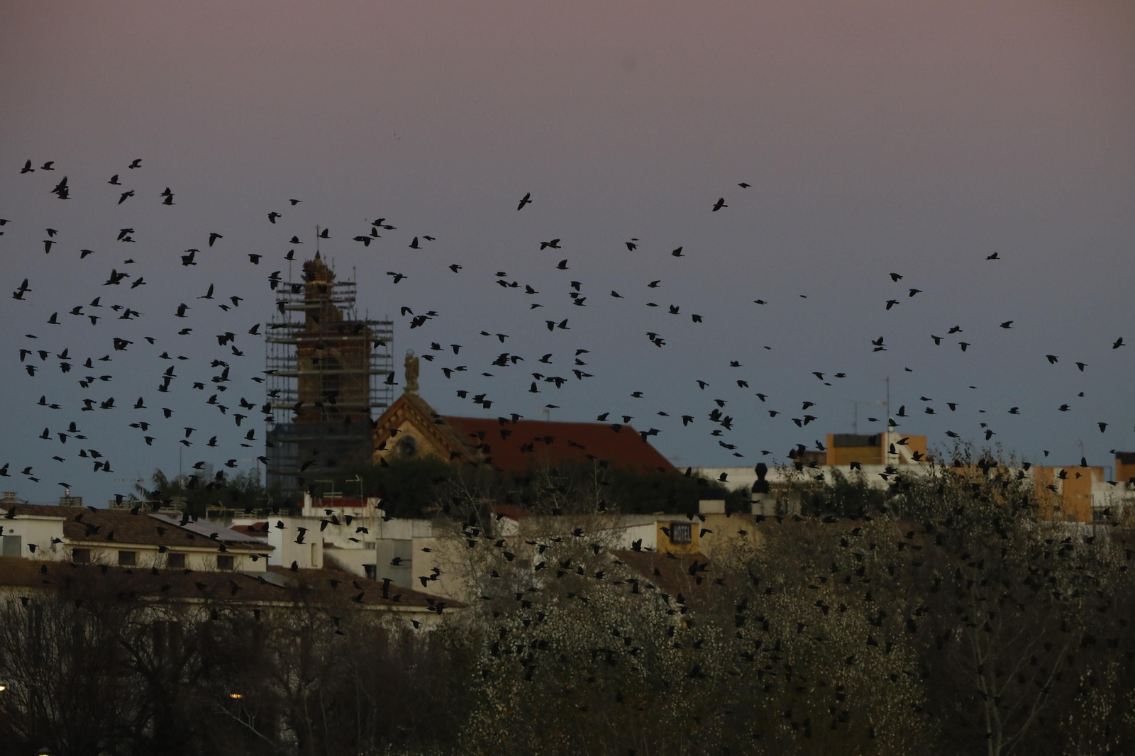Las aves que habitan en Los Sotos de la Albolafia de Córdoba, en fotografías