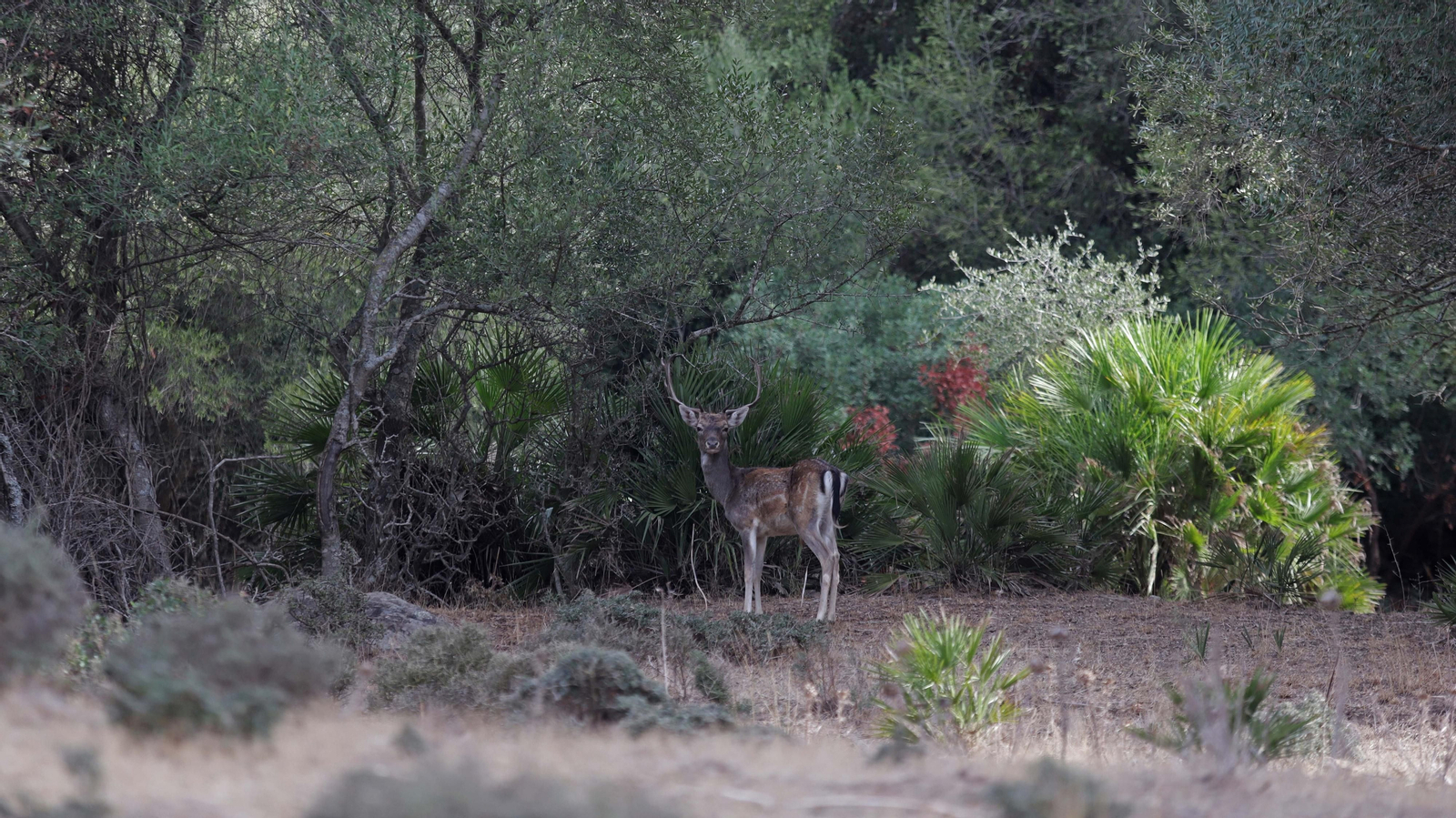 Fotos del sendero de la mariposa monarca en Castellar