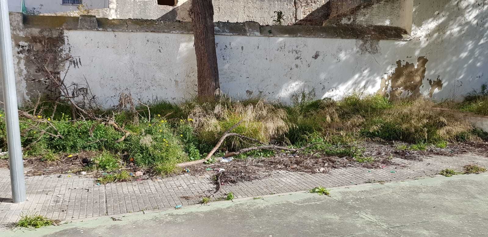 Foto tomada en una de las áreas de la barriada de Durango, donde se ve la abundante vegetación y suciedad.