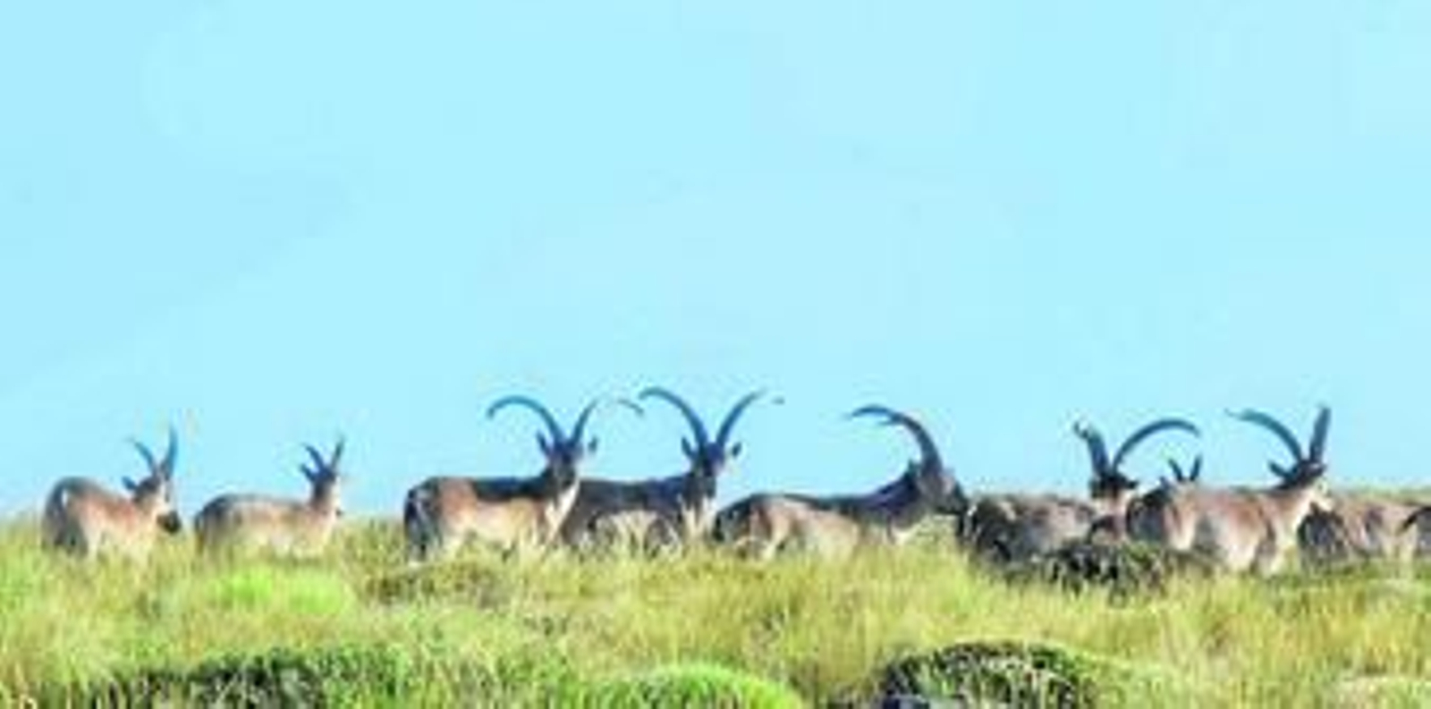 Ejemplares de macho montés (caza mayor) en la sierra de Los Filabres, en Almería.
