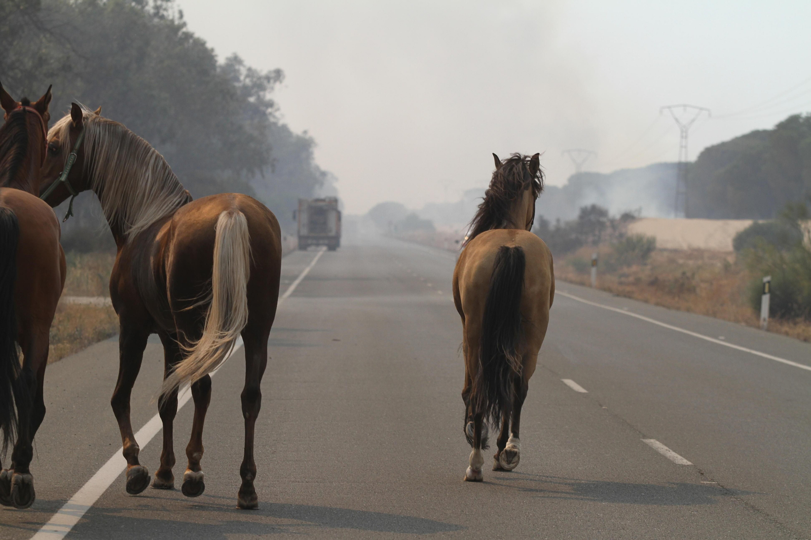 Las imágenes del incendio en Moguer y Mazagón