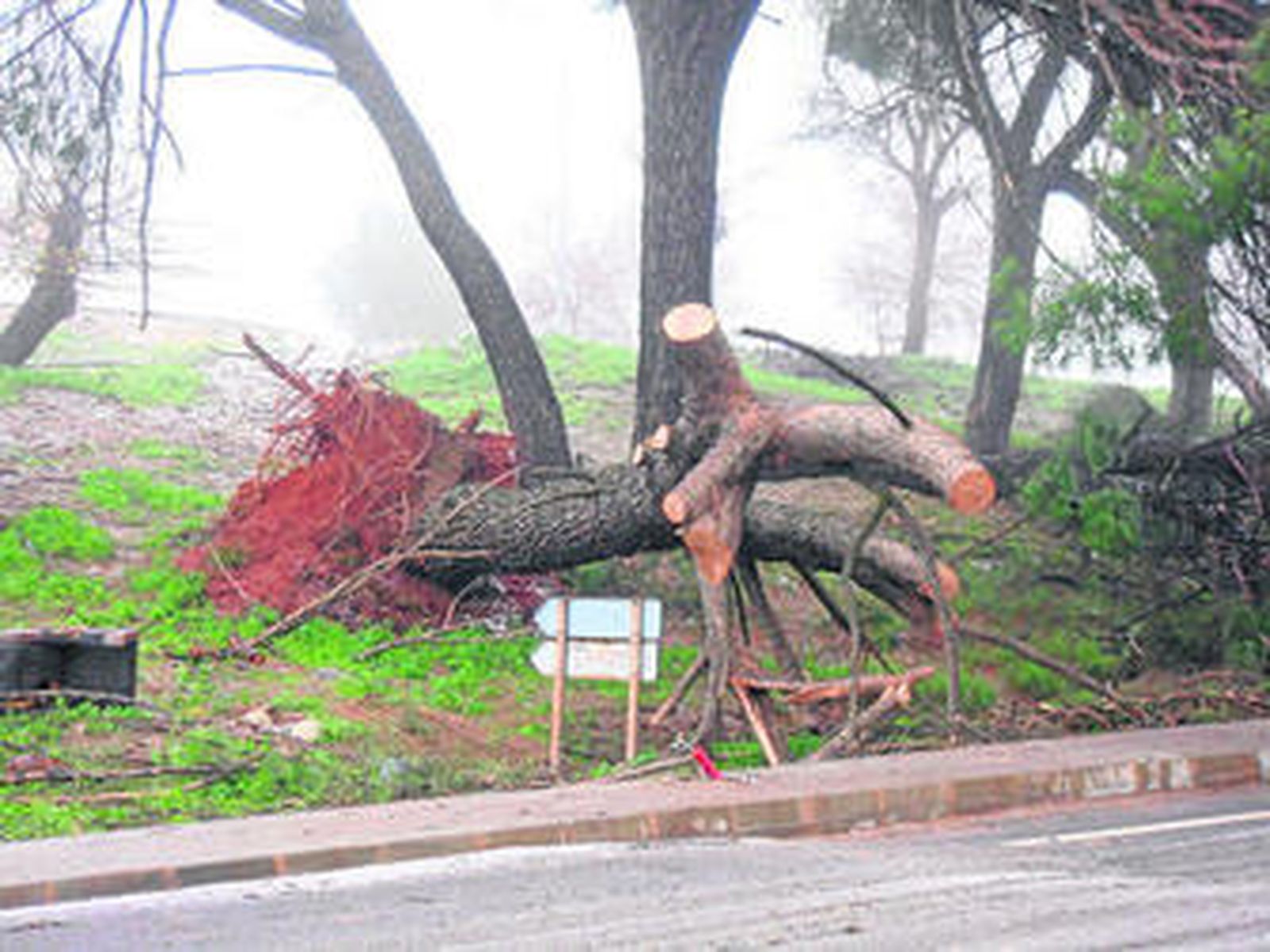 Cómo hacer leña del árbol caído