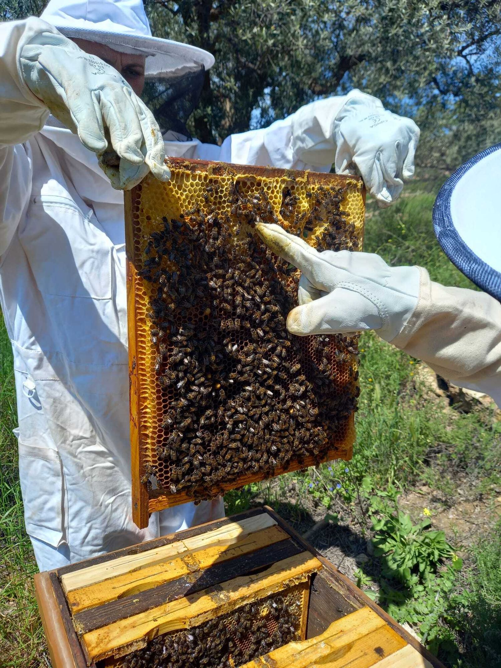 Uno de los paneles, plagado de abejas.