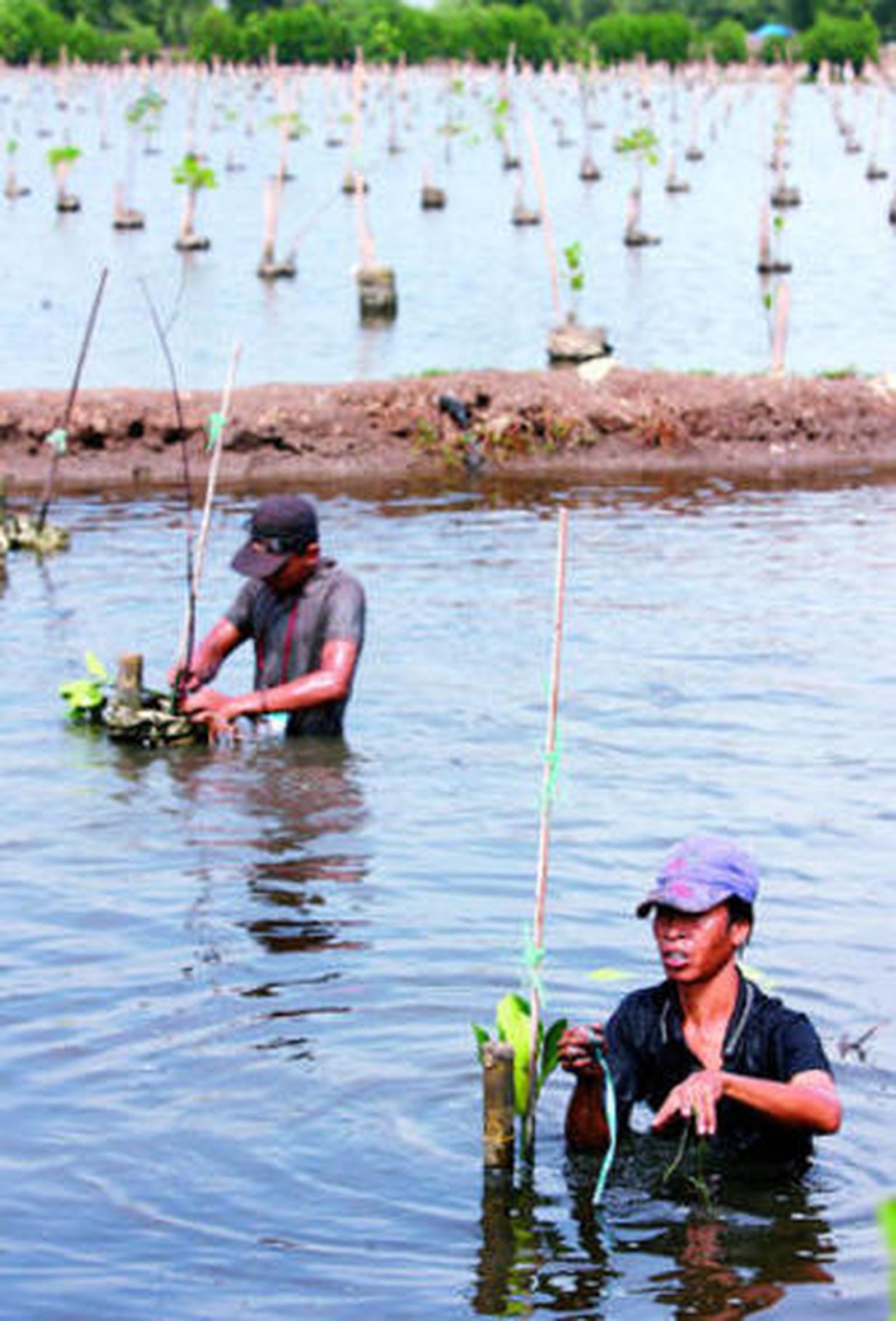 Trabajadores indonesios plantan manglares en Yakarta.