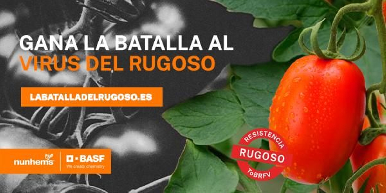 Azovian, tomate con resistencia al rugoso.