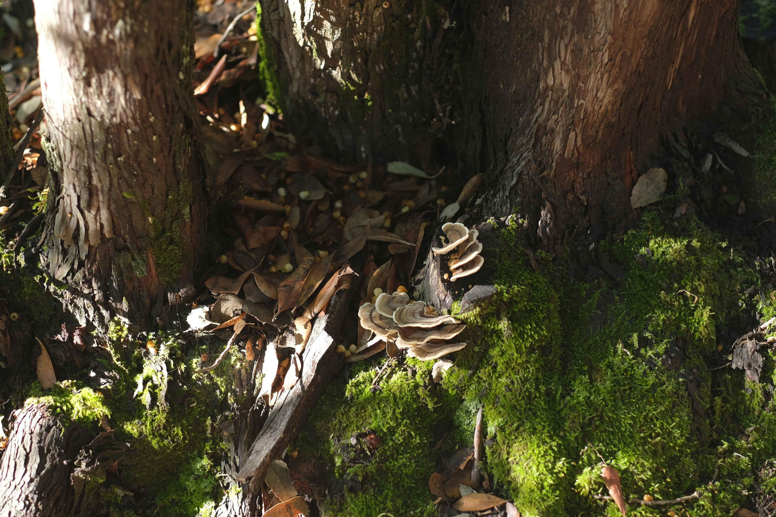Mocología de la Serranía de Ronda, en fotos.