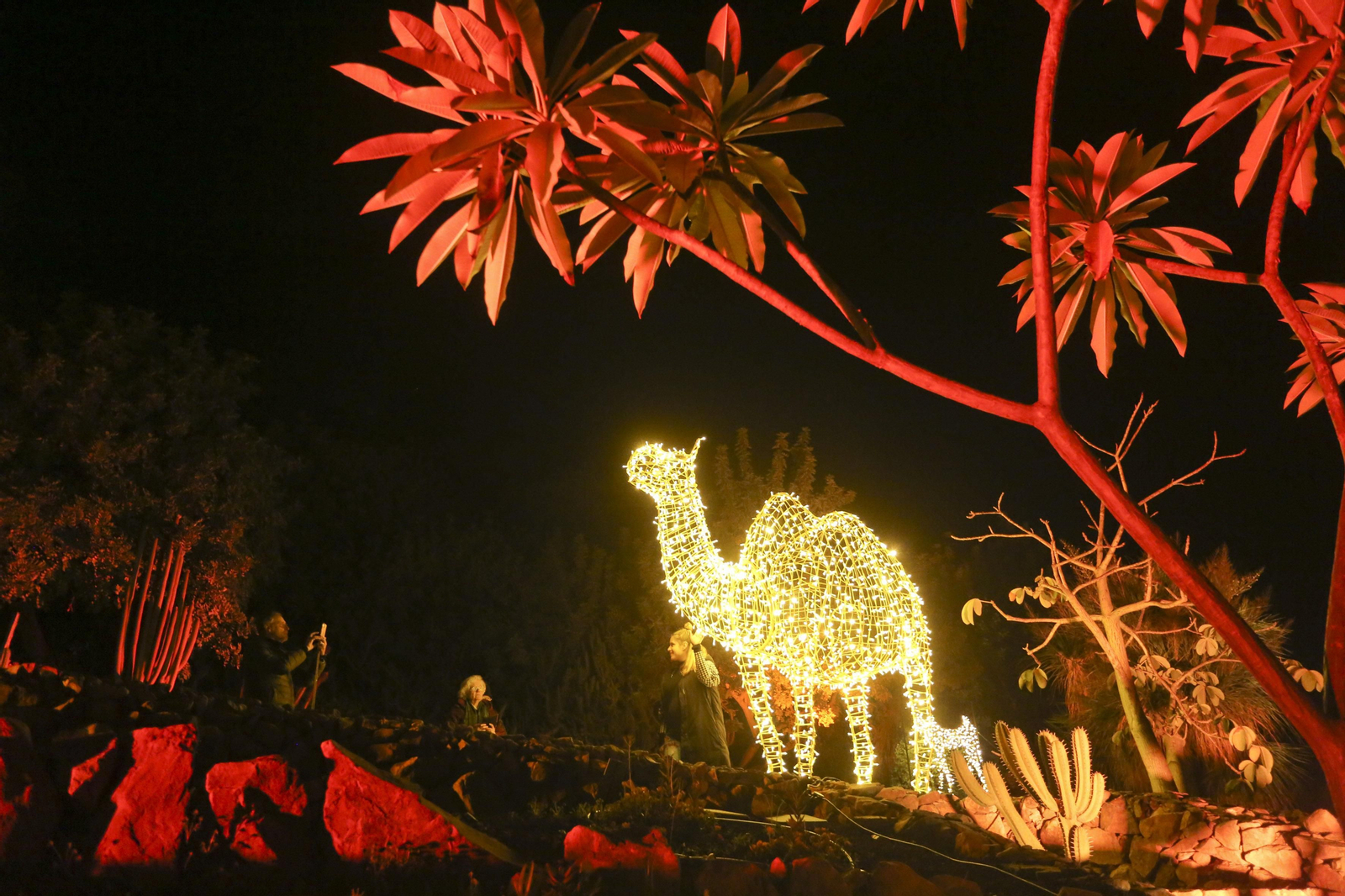 Las luces del Jardín Botánico de Málaga esta Navidad, en fotos
