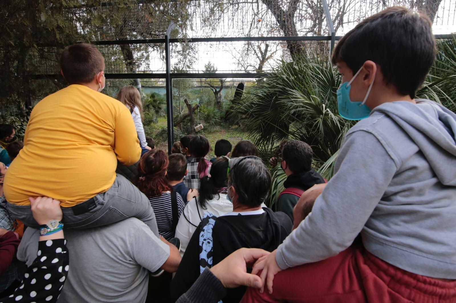 Pequeños y mayores admirando a los linces ibéricos en el Zoo jerezano.