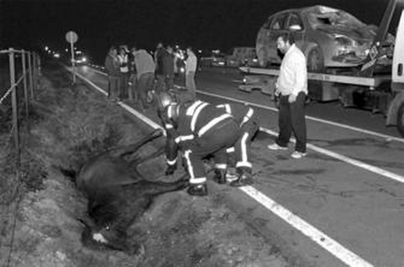 Uno de los caballos muertos, en la cuneta, y el vehículo que lo atropelló, ya montado en la grúa.