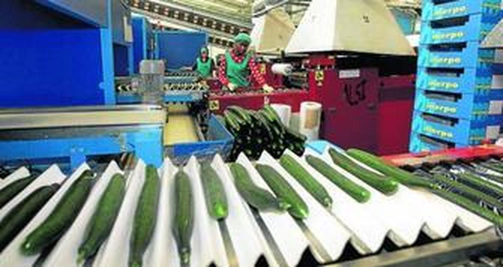 Alhóndiga La Unión está especializada en pimiento y pepino holandés, aunque comercializa todo tipo de hortalizas y frutas.