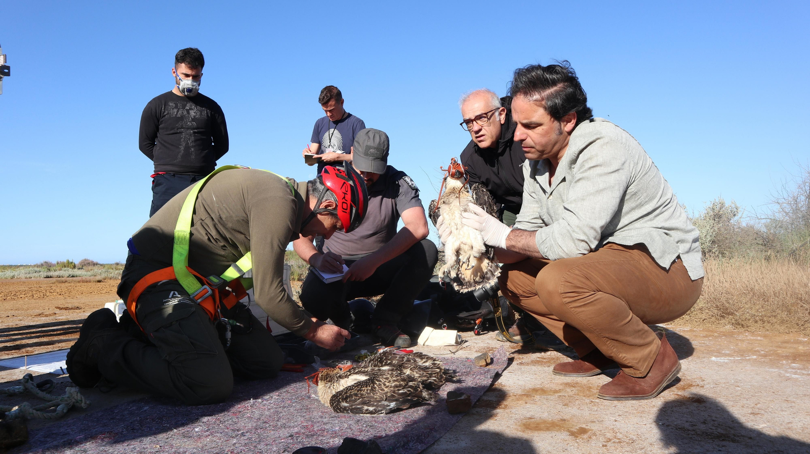 Anillamiento de tres pollos de águila pescadora nacidas en el Paraje Natural Marismas del Odiel