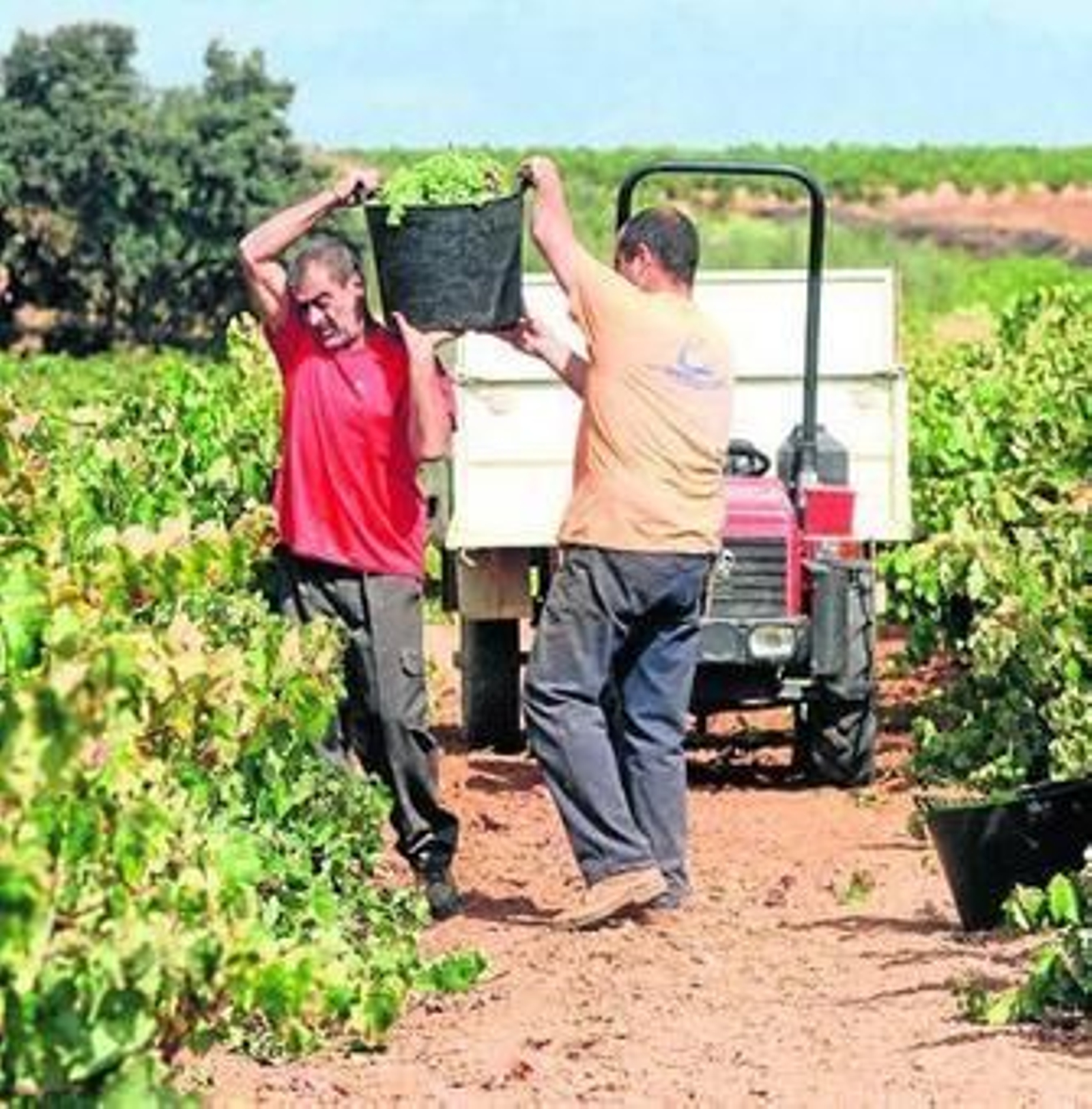 Dos trabajadores recogen la uva en la Cooperativa Vinícola del Condado.