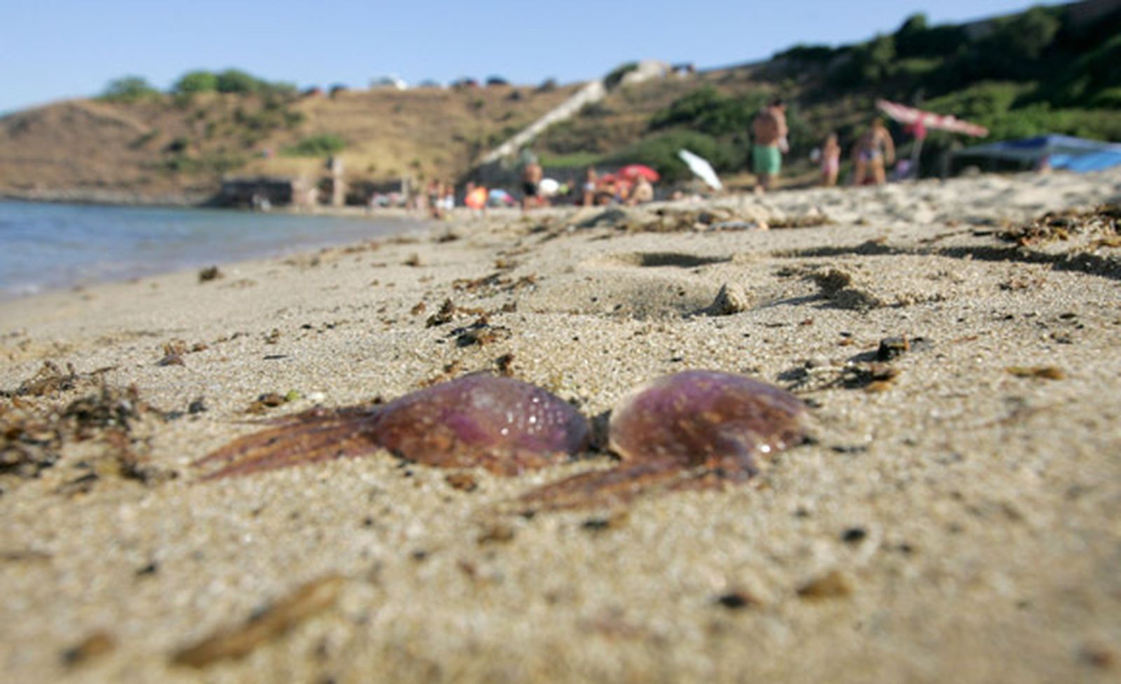 El CSIC estudia en Cádiz un sistema que prevé la llegada de plagas de medusas