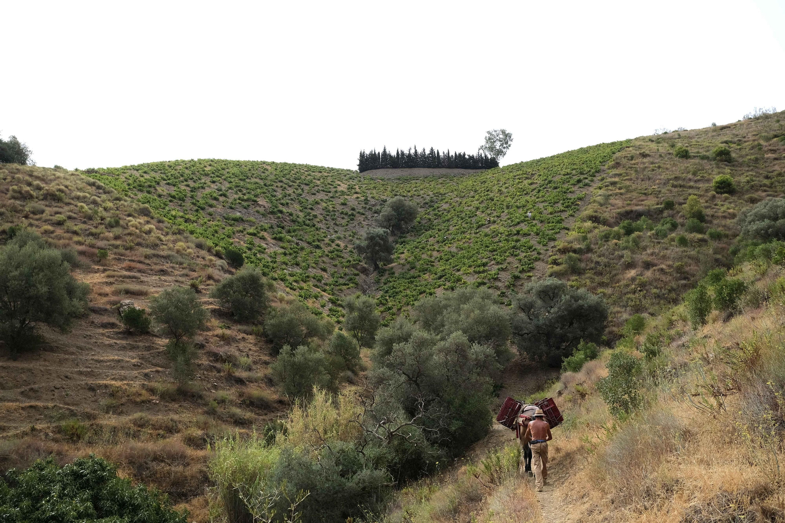 La vendimia de la Axarquía, en fotos