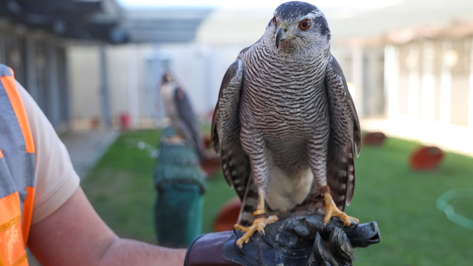 Halcón peregrino en el Aeropuerto de Málaga