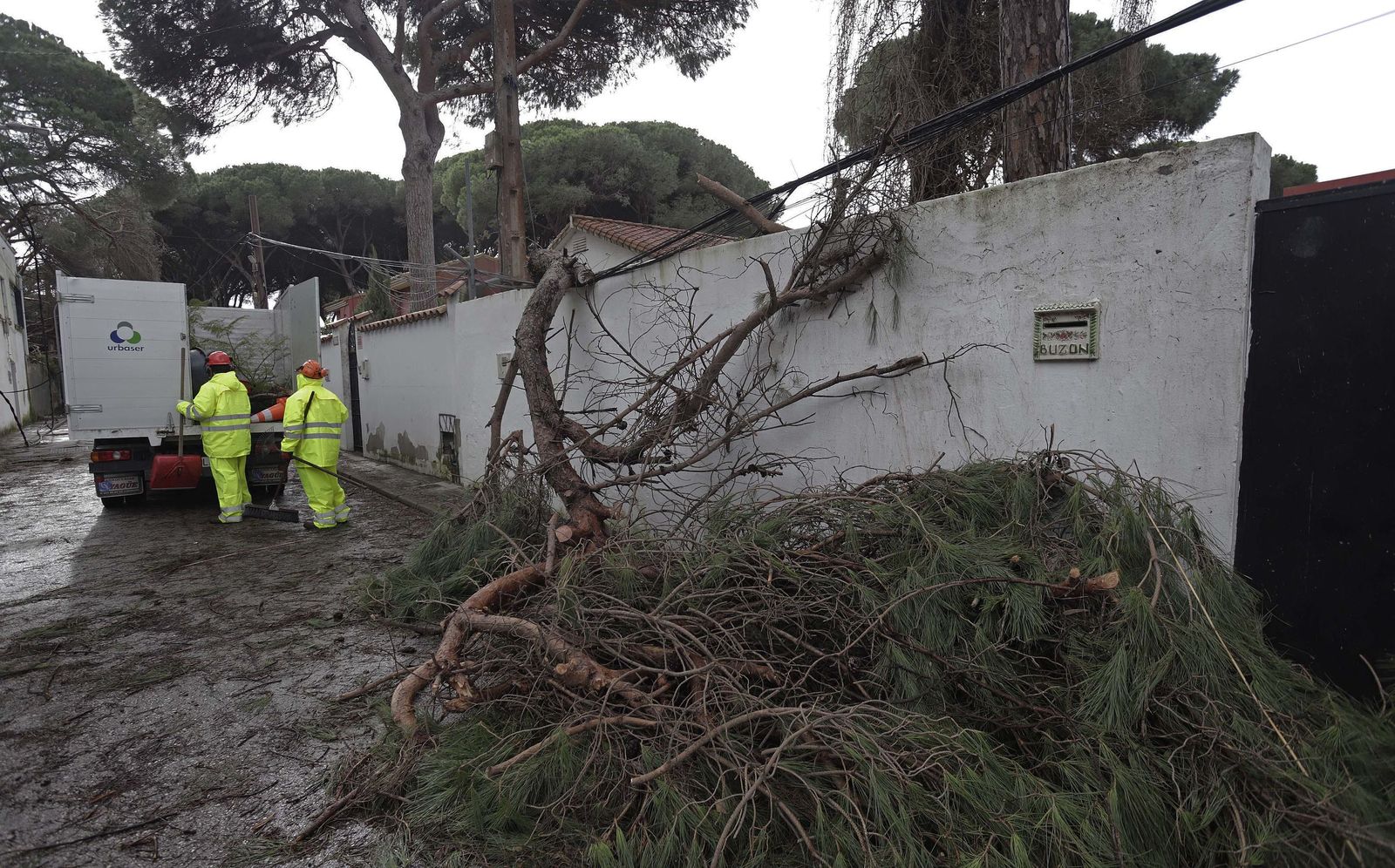 24 horas sin electricidad en la urbanización Los Pinos por árboles caídos tras la borrasca Kristin, en imágenes