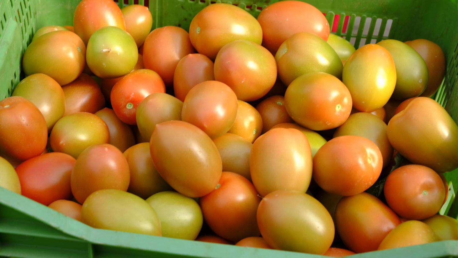 Tomates del campo almeriense para los lineales de los supermercados, en imágenes