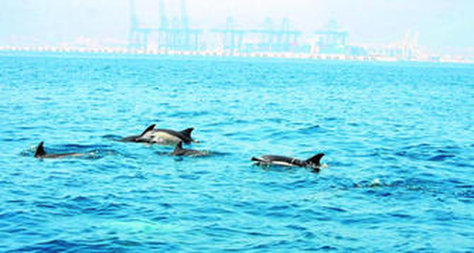 Varios ejemplares de delfines en la Bahía de Algeciras.