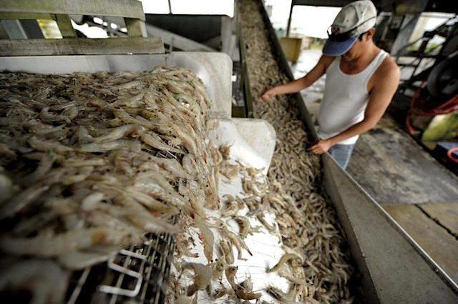 Detienen barco en Florida con 5.000 kilos de camarones capturados ilegalmente