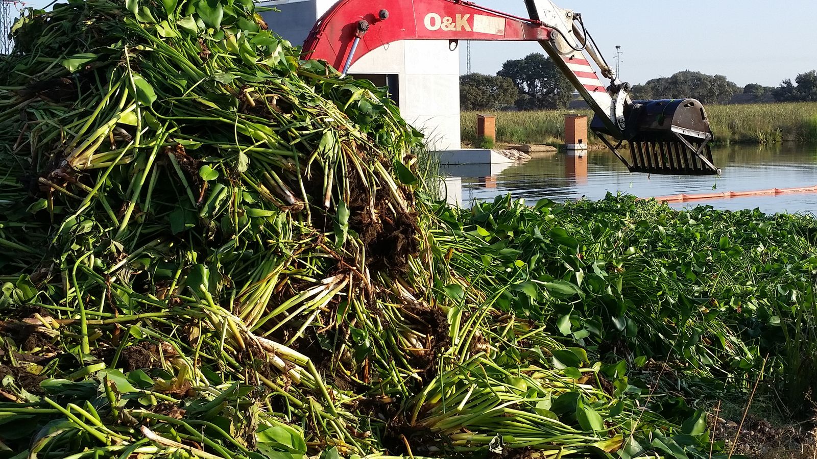 Estragos causados por el camalote en el embalse de Montijo (Badajoz).
