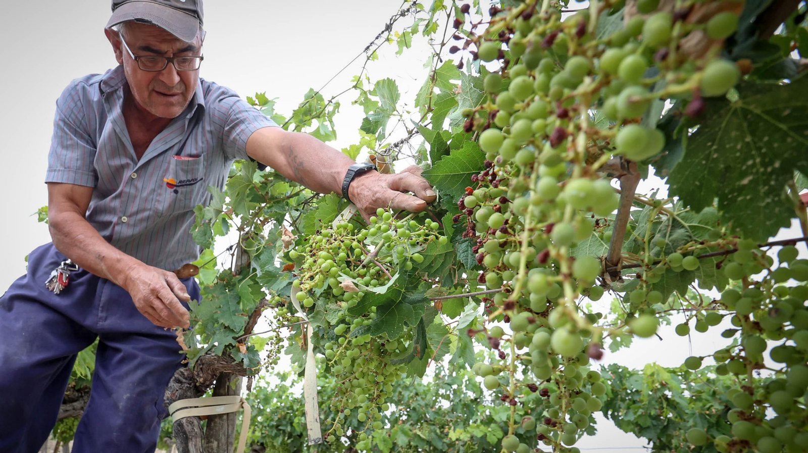 El pedrisco daña los viñedos de Trebujena