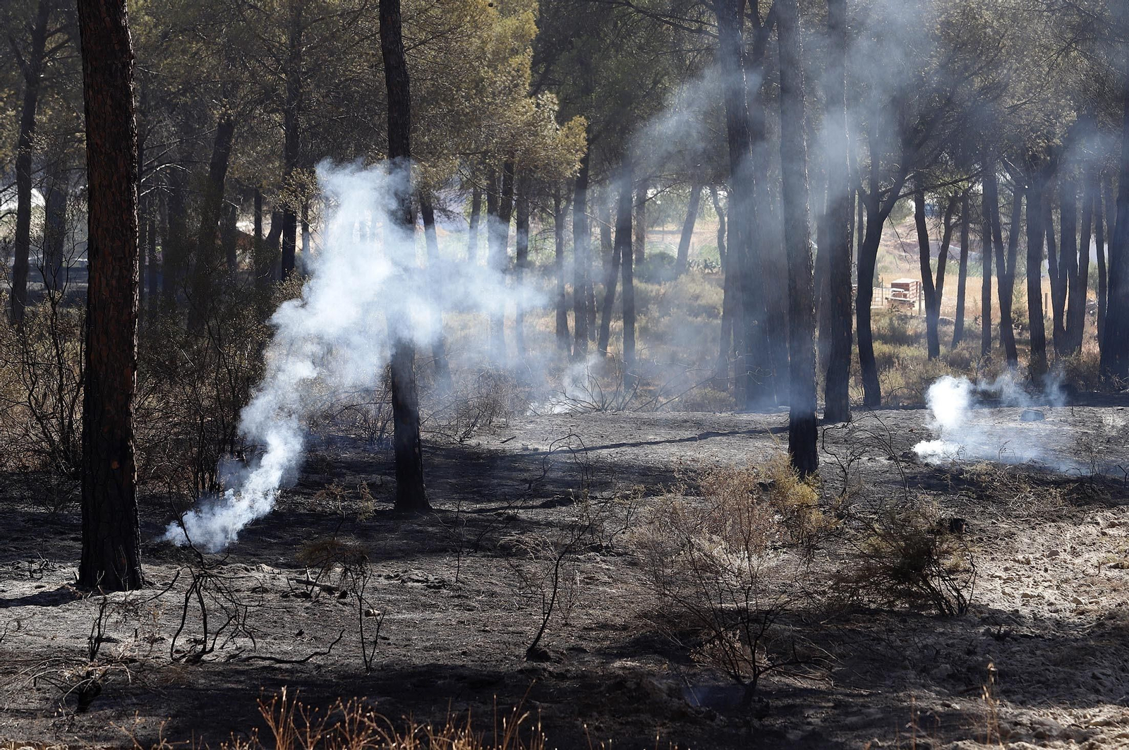 Imágenes de las zonas afectadas por los incendios de Almonte y Bonares
