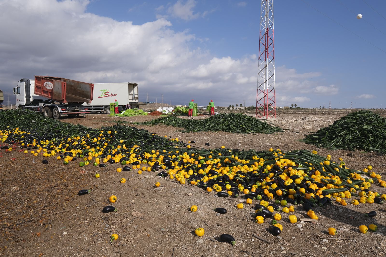 Fotogalería destrucción de pepinos en Almería