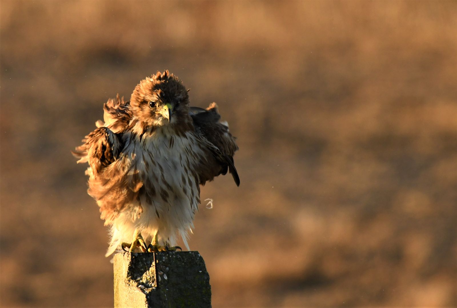 Exposición de Carlos Romero