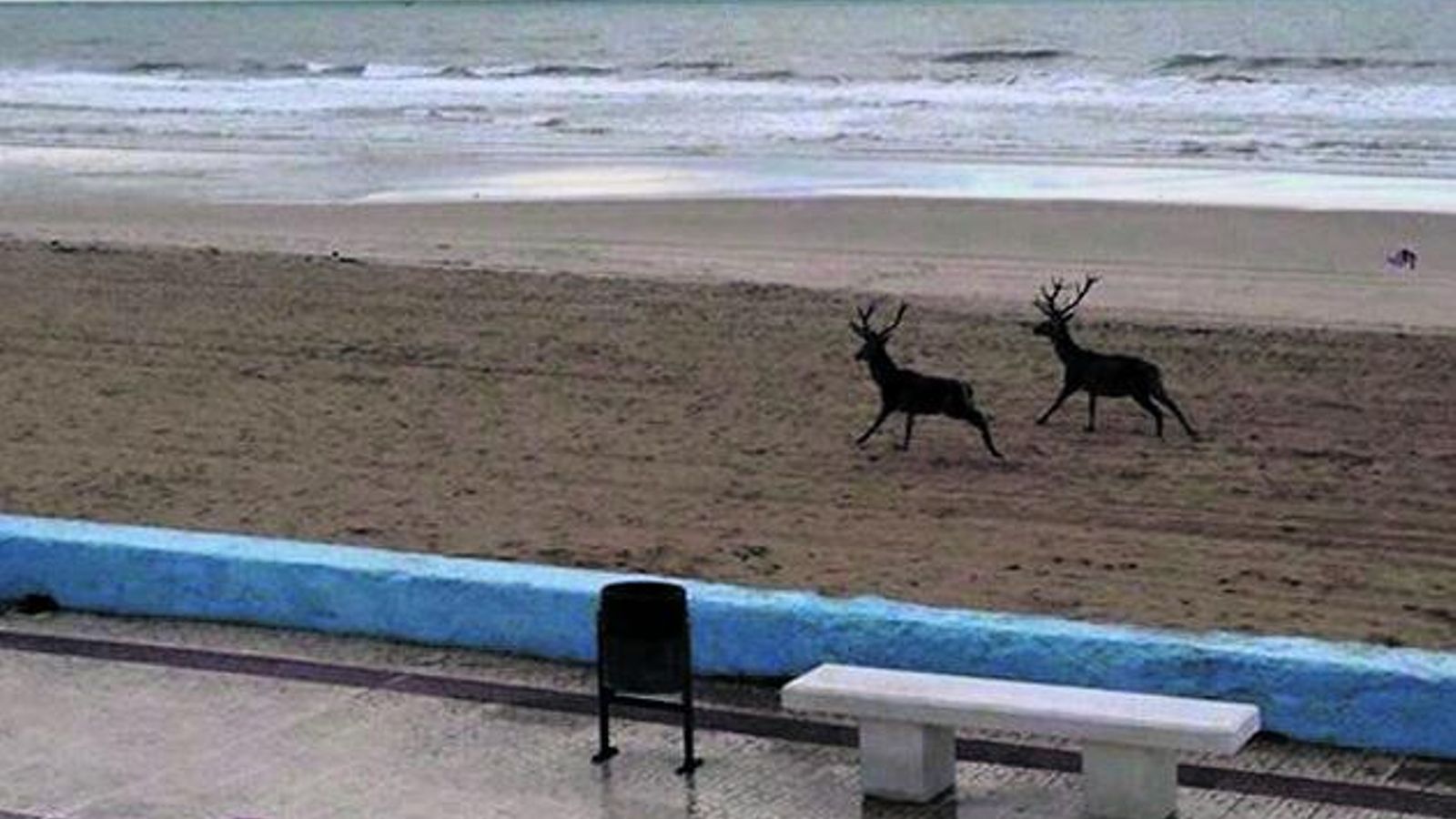 Una pareja de ciervos por la playa de Matalascañas