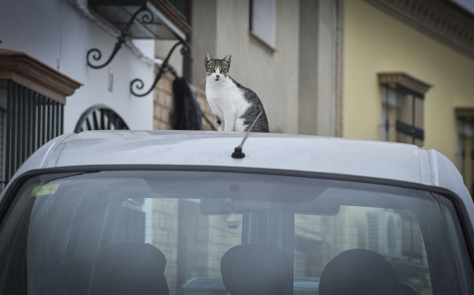 Albaida del Aljarafe: municipio español de la provincia de Sevilla