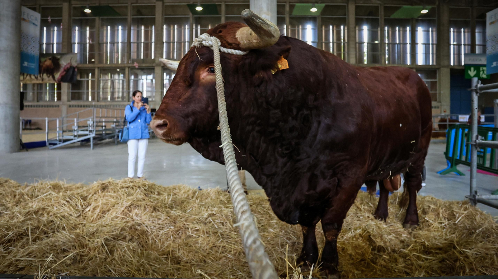 Comienza la feria de la ganadería y la agricultura en IFECA